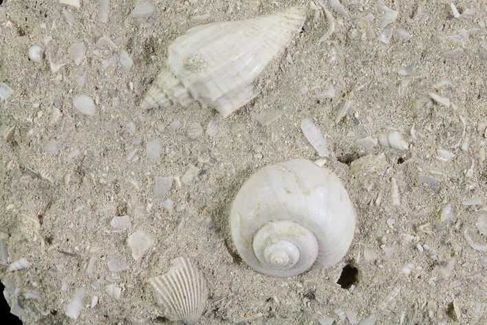 Eocene Fossil Gastropods (Athleta & Globularia) - Damery, France #73823